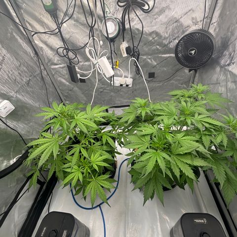  AK TRIPLE HAZE  AUTO    By Dutch passion  growlog timeline photo