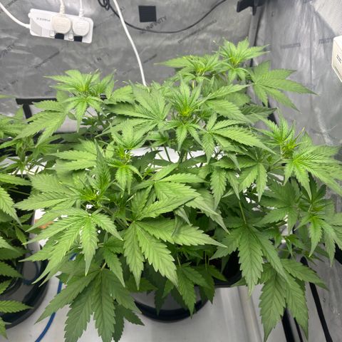  AK TRIPLE HAZE  AUTO    By Dutch passion  growlog timeline photo