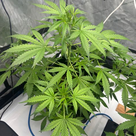  AK TRIPLE HAZE  AUTO    By Dutch passion  growlog timeline photo
