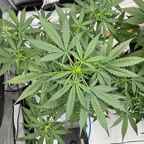  AK TRIPLE HAZE  AUTO    By Dutch passion  growlog timeline photo