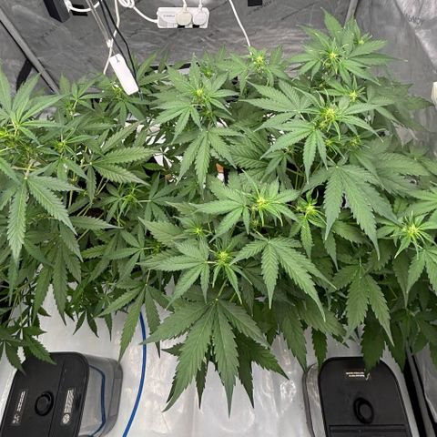  AK TRIPLE HAZE  AUTO    By Dutch passion  growlog timeline photo