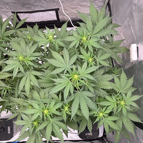  AK TRIPLE HAZE  AUTO    By Dutch passion  growlog timeline photo
