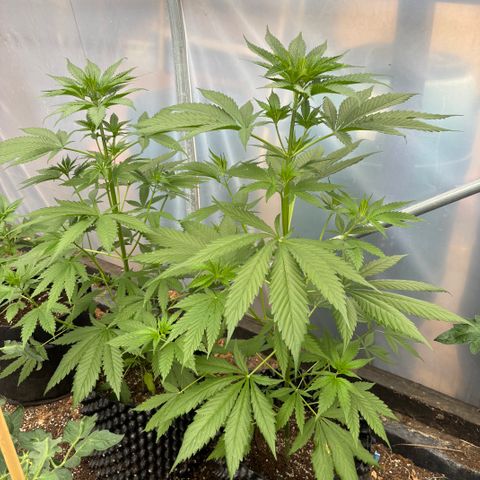 Master Kush        sensi seeds growlog timeline photo