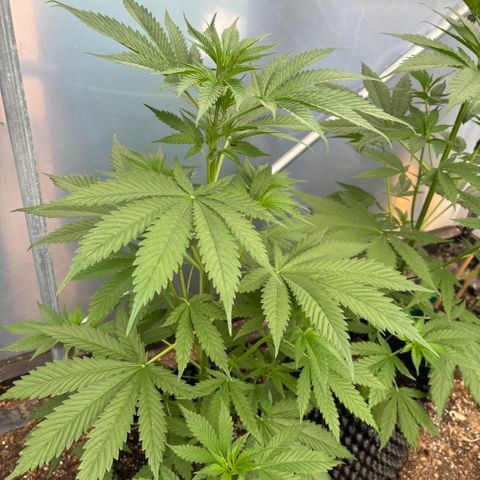 Master Kush        sensi seeds growlog timeline photo