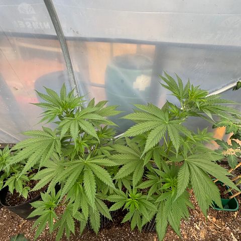 Master Kush        sensi seeds growlog timeline photo