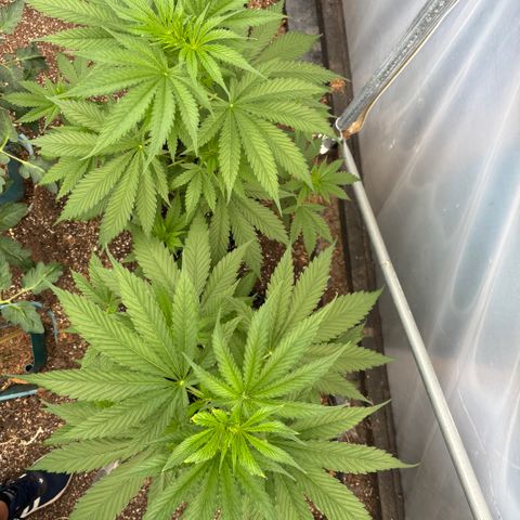 Master Kush        sensi seeds growlog timeline photo