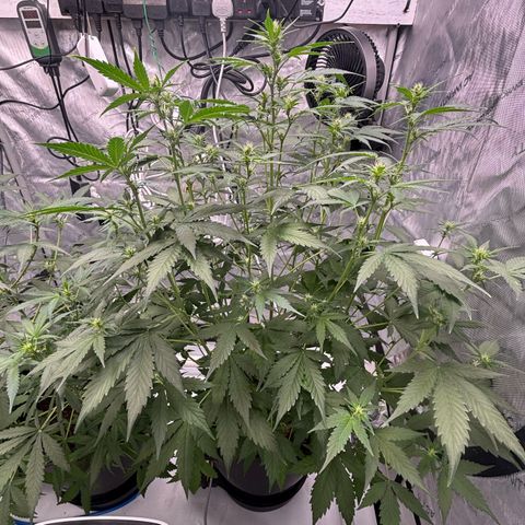  AK TRIPLE HAZE  AUTO    By Dutch passion  growlog timeline photo