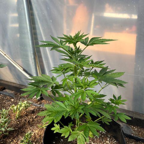 SHIVA SKUNK            by Sensi seeds  growlog timeline photo