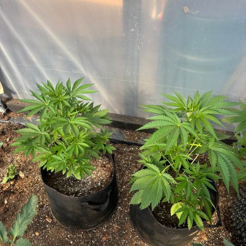 SHIVA SKUNK            by Sensi seeds  growlog timeline photo