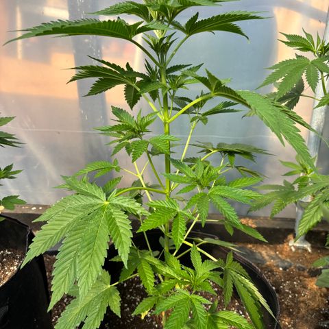 SHIVA SKUNK            by Sensi seeds  growlog timeline photo