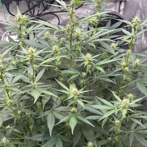  AK TRIPLE HAZE  AUTO    By Dutch passion  growlog photo: Average DLI/PAR readings