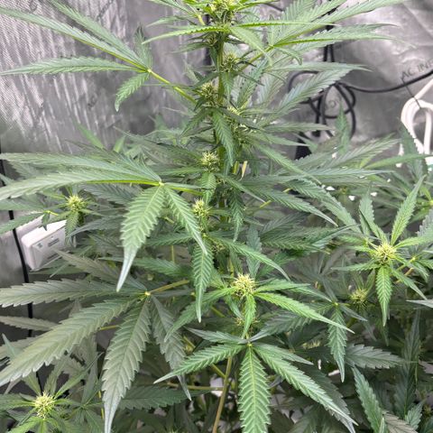  AK TRIPLE HAZE  AUTO    By Dutch passion  growlog photo: Average DLI/PAR readings