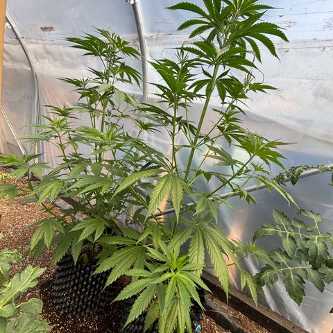 Master Kush        sensi seeds growlog timeline photo