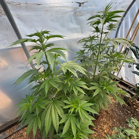 Master Kush        sensi seeds growlog timeline photo