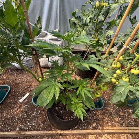SHIVA SKUNK            by Sensi seeds  growlog timeline photo