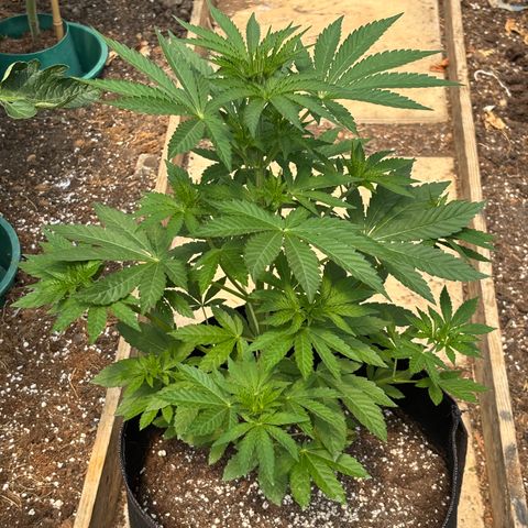 SHIVA SKUNK            by Sensi seeds  growlog timeline photo