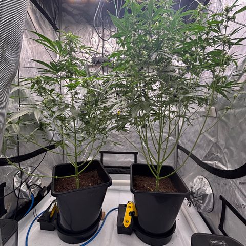  AK TRIPLE HAZE  AUTO    By Dutch passion  growlog timeline photo