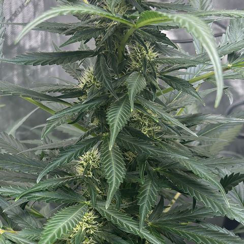  AK TRIPLE HAZE  AUTO    By Dutch passion  growlog photo: Temperatures have been up in the 30's due to hot ambient temperatures but the ladies seemed pretty happy so far.