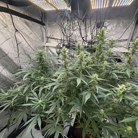  AK TRIPLE HAZE  AUTO    By Dutch passion  growlog photo: Temperatures have been up in the 30's due to hot ambient temperatures but the ladies seemed pretty happy so far.