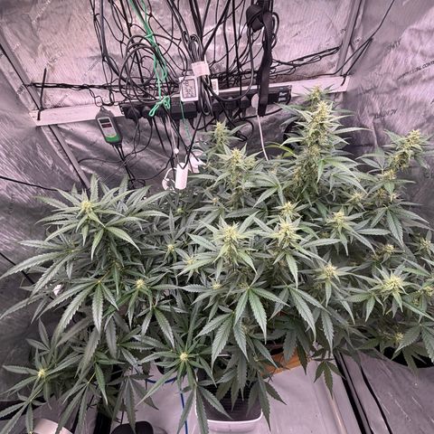  AK TRIPLE HAZE  AUTO    By Dutch passion  growlog photo: Temperatures have been up in the 30's due to hot ambient temperatures but the ladies seemed pretty happy so far.