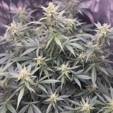  AK TRIPLE HAZE  AUTO    By Dutch passion  growlog photo: Temperatures have been up in the 30's due to hot ambient temperatures but the ladies seemed pretty happy so far.