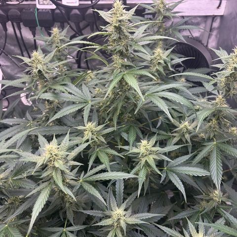  AK TRIPLE HAZE  AUTO    By Dutch passion  growlog photo: Temperatures have been up in the 30's due to hot ambient temperatures but the ladies seemed pretty happy so far.