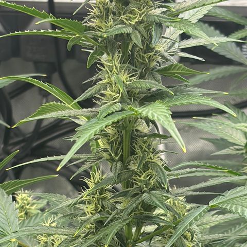  AK TRIPLE HAZE  AUTO    By Dutch passion  growlog photo: Temperatures have been up in the 30's due to hot ambient temperatures but the ladies seemed pretty happy so far.