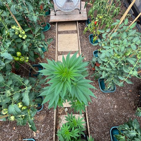 SHIVA SKUNK            by Sensi seeds  growlog timeline photo