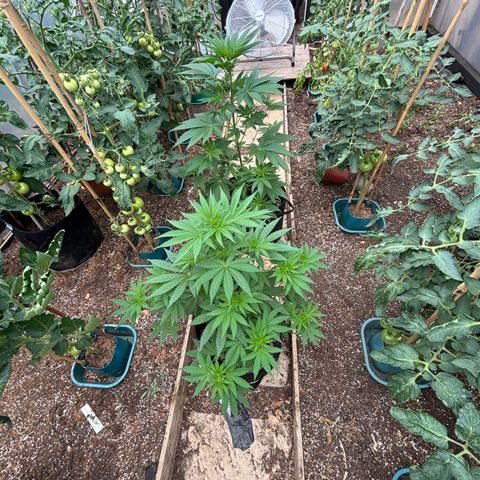 SHIVA SKUNK            by Sensi seeds  growlog timeline photo