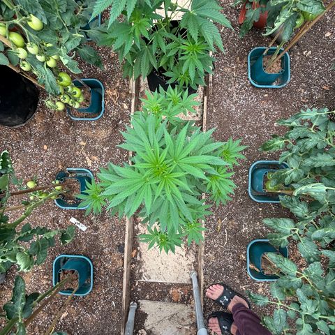SHIVA SKUNK            by Sensi seeds  growlog timeline photo