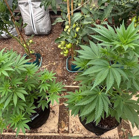 SHIVA SKUNK            by Sensi seeds  growlog timeline photo