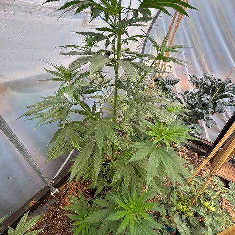 Master Kush        sensi seeds growlog timeline photo