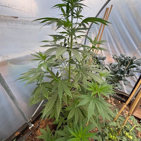 Master Kush        sensi seeds growlog timeline photo