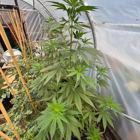 Master Kush        sensi seeds growlog timeline photo