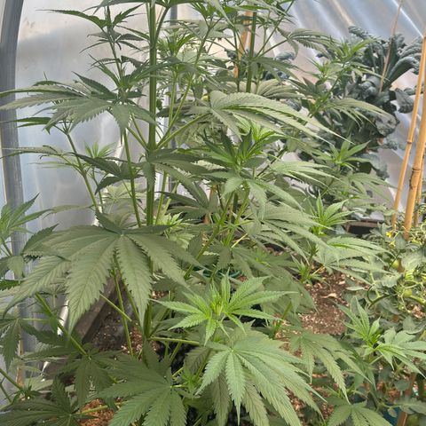 Master Kush        sensi seeds growlog timeline photo