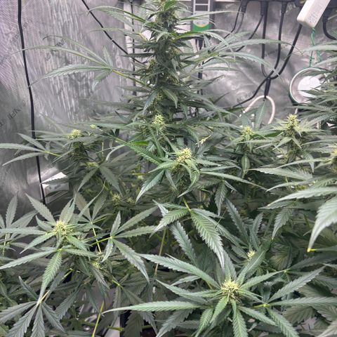  AK TRIPLE HAZE  AUTO    By Dutch passion  growlog timeline photo