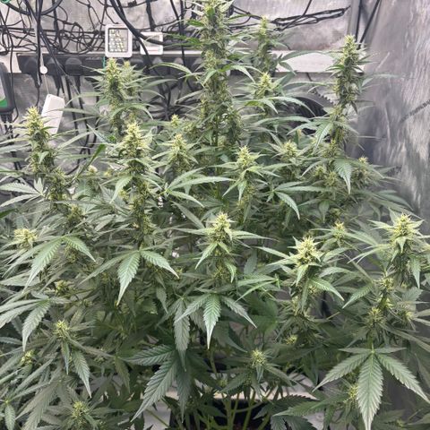  AK TRIPLE HAZE  AUTO    By Dutch passion  growlog timeline photo