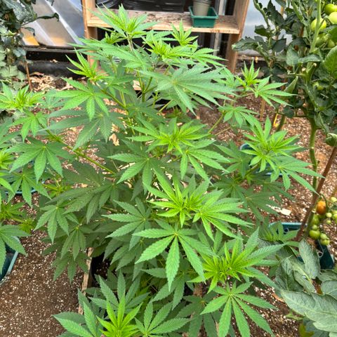 SHIVA SKUNK            by Sensi seeds  growlog timeline photo