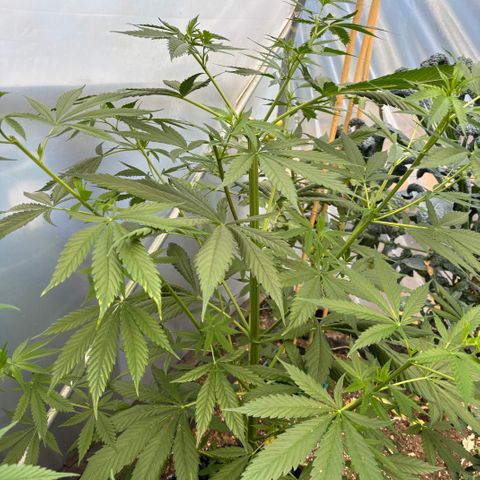 Master Kush        sensi seeds growlog timeline photo