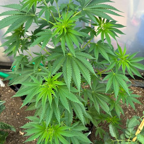 SHIVA SKUNK            by Sensi seeds  growlog timeline photo