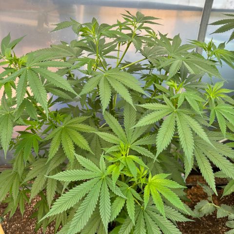 Master Kush        sensi seeds growlog timeline photo