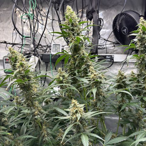  AK TRIPLE HAZE  AUTO    By Dutch passion  growlog photo: Colas are getting top heavy and starting to lean over.
