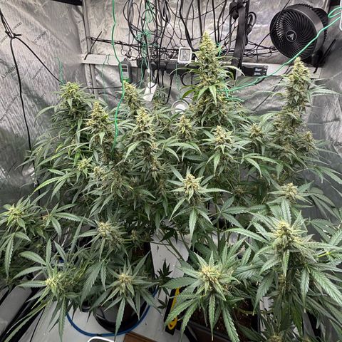  AK TRIPLE HAZE  AUTO    By Dutch passion  growlog photo: Some support needed!