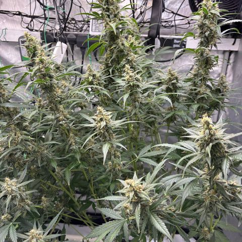  AK TRIPLE HAZE  AUTO    By Dutch passion  growlog photo: Some support needed!