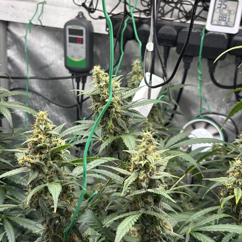  AK TRIPLE HAZE  AUTO    By Dutch passion  growlog photo: Some support needed!