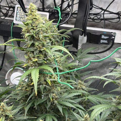  AK TRIPLE HAZE  AUTO    By Dutch passion  growlog photo: Some support needed!