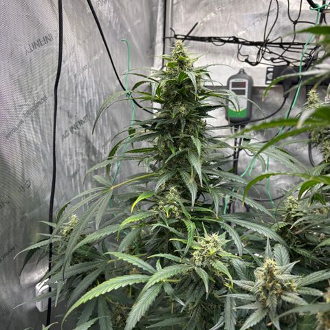  AK TRIPLE HAZE  AUTO    By Dutch passion  growlog photo: Some support needed!