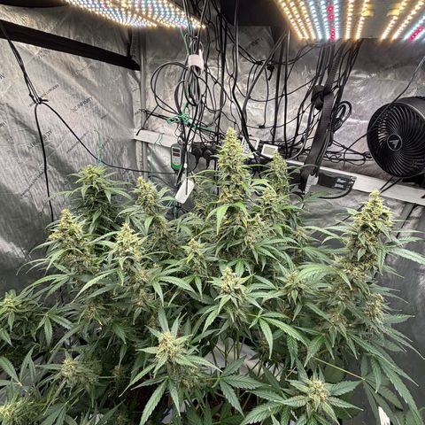  AK TRIPLE HAZE  AUTO    By Dutch passion  growlog photo: Some support needed!