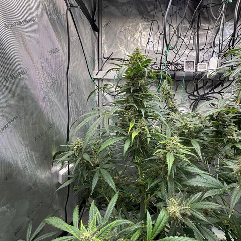  AK TRIPLE HAZE  AUTO    By Dutch passion  growlog photo: Colas are swelling nicely 😋