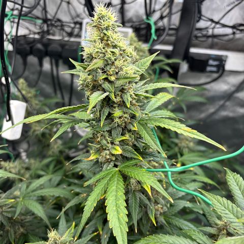  AK TRIPLE HAZE  AUTO    By Dutch passion  growlog photo: Colas are swelling nicely 😋